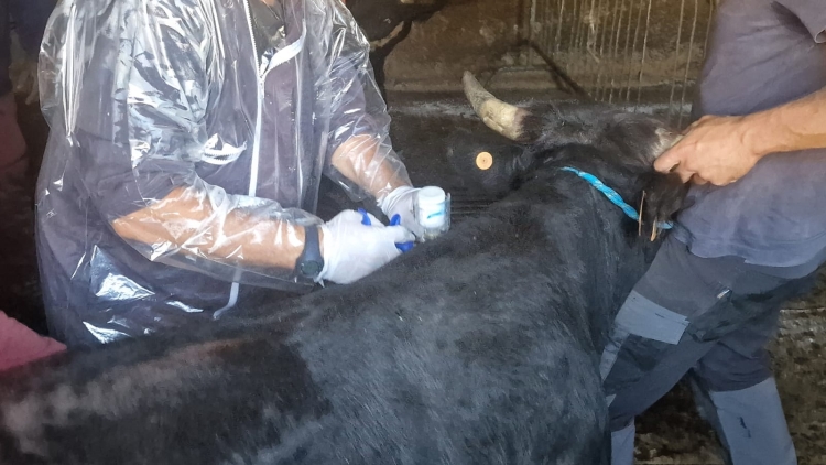 Dermatite nodulare bovina, FdI: «no alla vaccinazione coattiva»