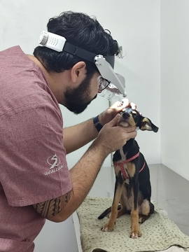 Brasile – Un record storico per la clinica veterinaria “Meu Pet”, partner del Centro Universitario “UniSALESIANO”