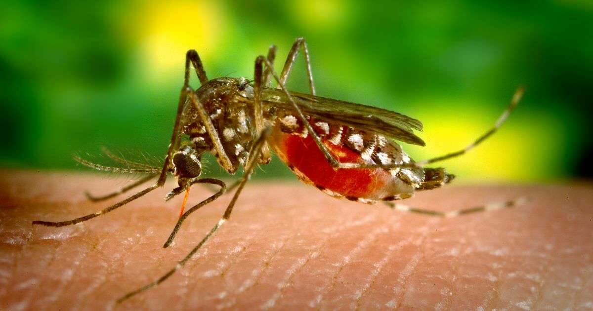 Due pazienti positivi al virus West Nile ricoverati all’ospedale Veneziale