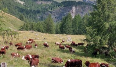 Dermatite nodulare bovina, vaccini entro l'8 agosto a Malpensa