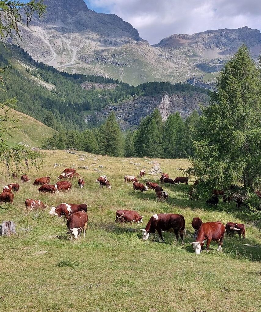 Dermatite nodulare bovina, vaccini entro l'8 agosto a Malpensa