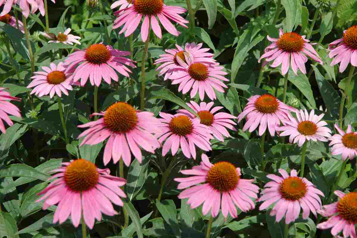 echinacea benefici