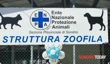 chiuderanno 11 box su 16 al canile di Busteggia
