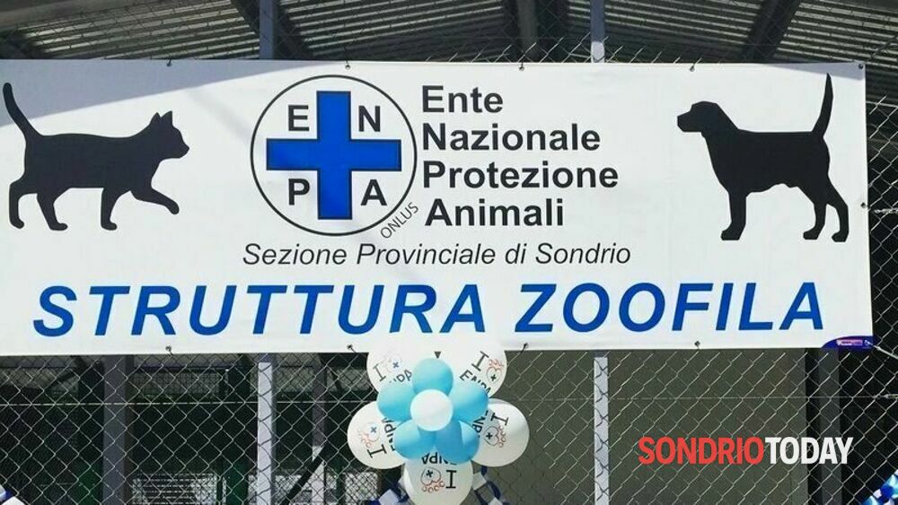 chiuderanno 11 box su 16 al canile di Busteggia