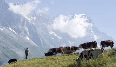 Dermatite bovina, vaccini entro l'8 agosto in Valle d'Aosta - Notizie