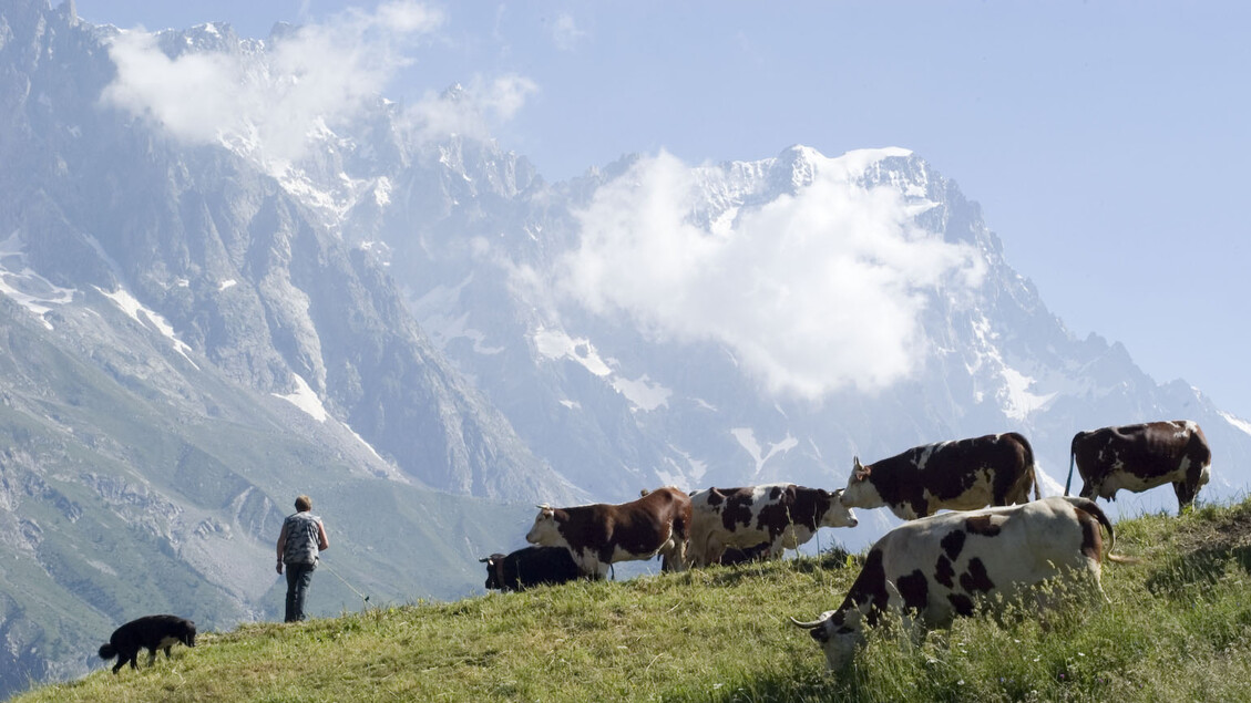 Dermatite bovina, vaccini entro l'8 agosto in Valle d'Aosta - Notizie
