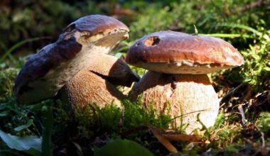 funghi porcini valtellina aprica