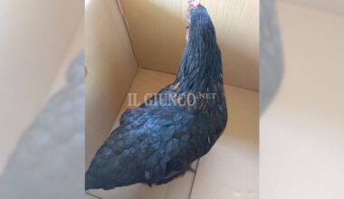 Gallina abbandonata in una scatola vicino ai cassonetti