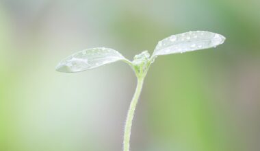 Addio pesticidi: arriva il vaccino che immunizza le coltivazioni dal Potyvirus