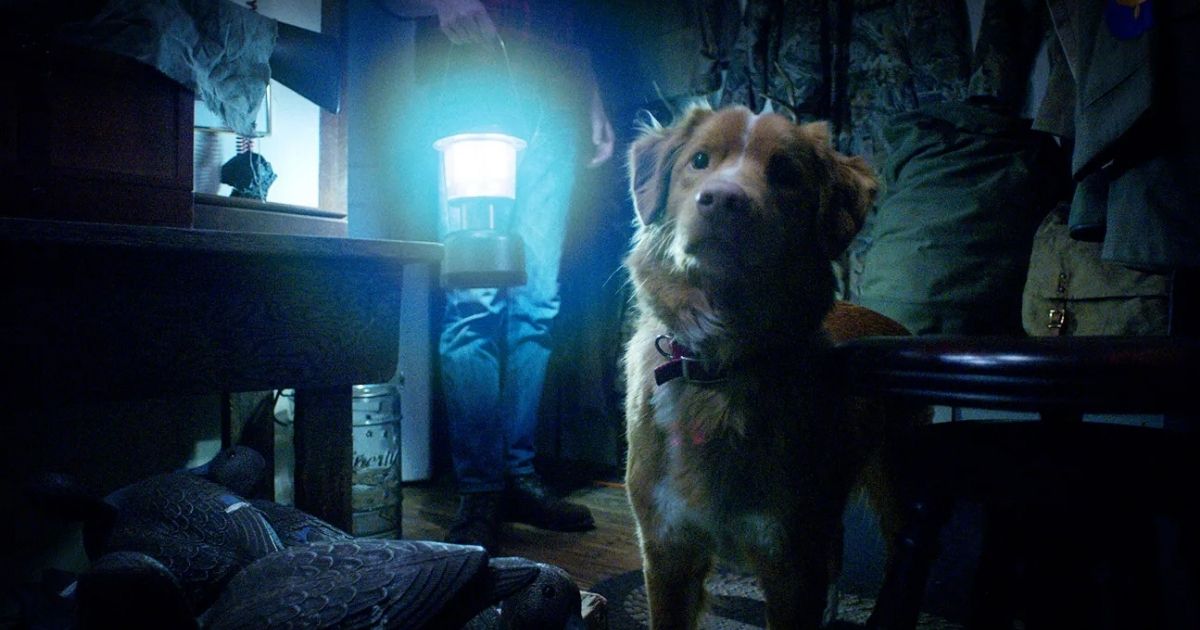 È uscito il primo trailer di Good Boy, l'horror raccontato dal punto di vista di un cane • Rivista Studio