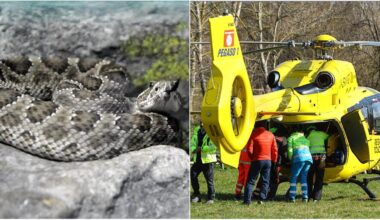Bimbo di 6 anni morso da una vipera mentre gioca in giardino. Arriva Pegaso, la corsa al Meyer