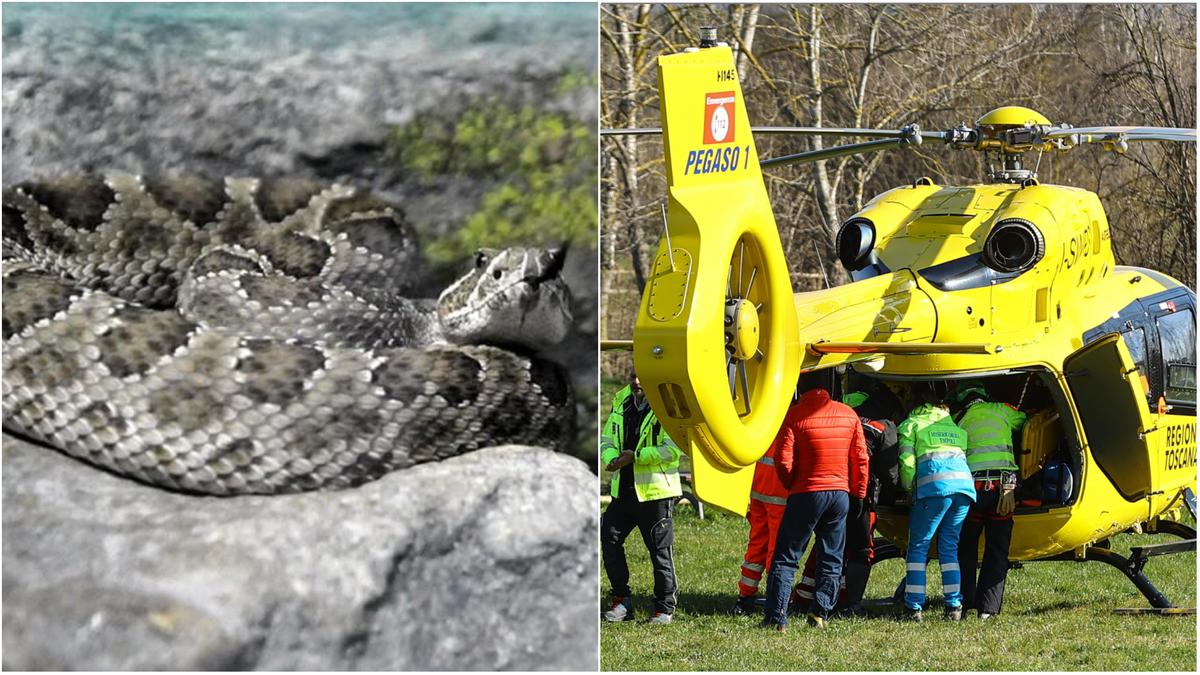 Bimbo di 6 anni morso da una vipera mentre gioca in giardino. Arriva Pegaso, la corsa al Meyer