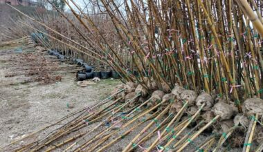 Forestazione urbana, il Campidoglio cambia le aree dove piantare alberi: ecco quali sono