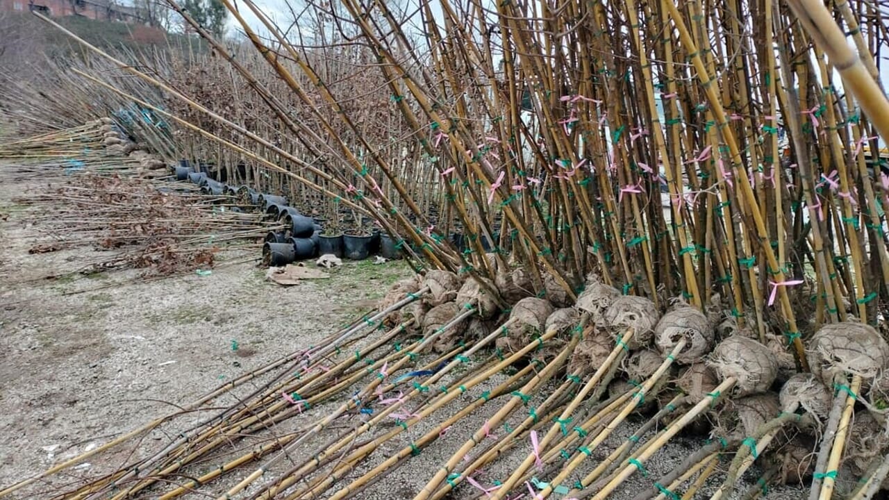 Forestazione urbana, il Campidoglio cambia le aree dove piantare alberi: ecco quali sono