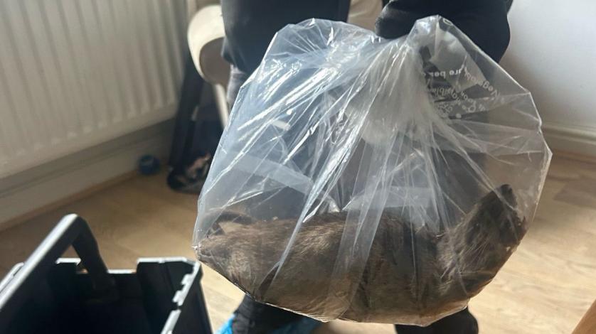 Trovano un ratto gigante in casa. “Lungo più di mezzo metro”. La foto è virale