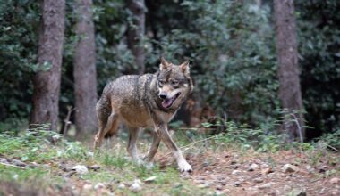 Abbattuto un lupo in Alto Adige. È la prima esecuzione legale dopo 50 anni: «Una minaccia per l'allevamento»
