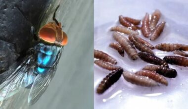 mosca assassina - screwworm