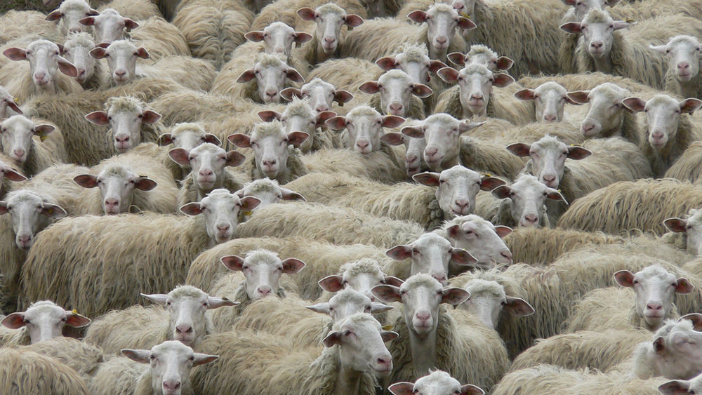 Blue Tongue, la Regione sostiene gli allevatori che aderiranno alla campagna vaccinale contro la febbre degli ovini