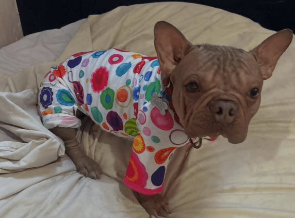 Qual è il cane più brutto del mondo? Nel 2025 vince Petunia