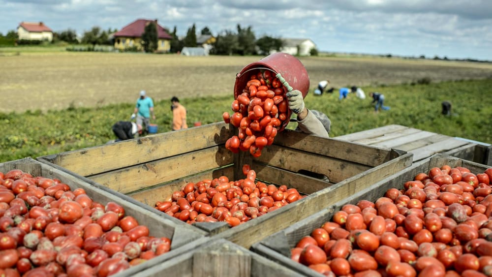 l'Oi Pomodoro Centro Sud chiede interventi immediati