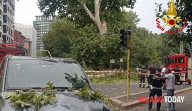 Milano, si stacca il ramo di un labero e cade su un'auto in viale Elvezia oggi 19 agosto