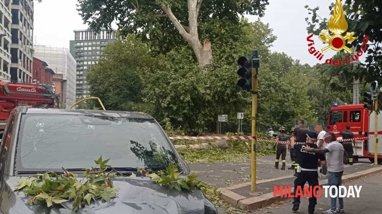 Milano, si stacca il ramo di un labero e cade su un'auto in viale Elvezia oggi 19 agosto