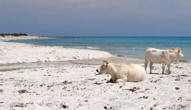 Bèrchida, ecco dov'è la spiaggia con le mucche bianche della Sardegna