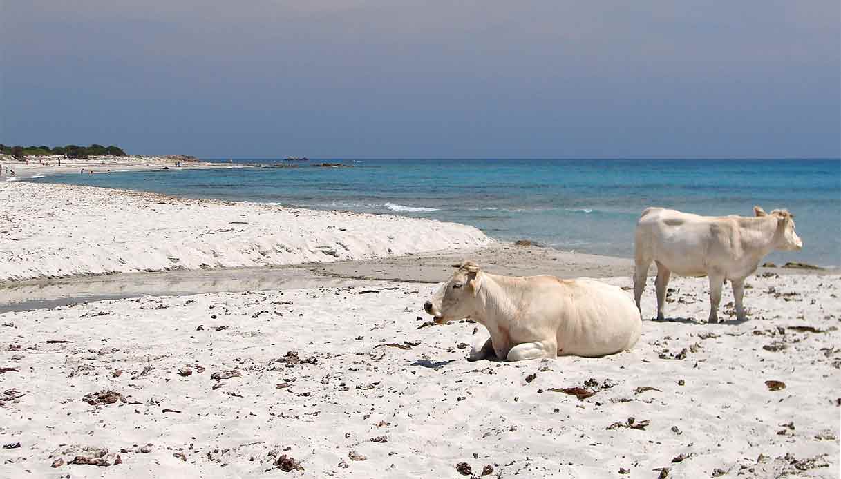 Bèrchida, ecco dov'è la spiaggia con le mucche bianche della Sardegna