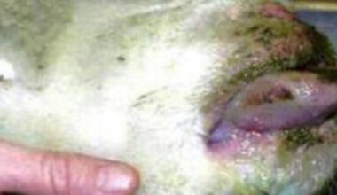 Blue Tongue, il virus fa tremare il Bellunese. In arrivo 650 dosi di vaccino: “Forma aggressiva, già attuate misure per proteggere la razza alpagota, in via di estinzione”