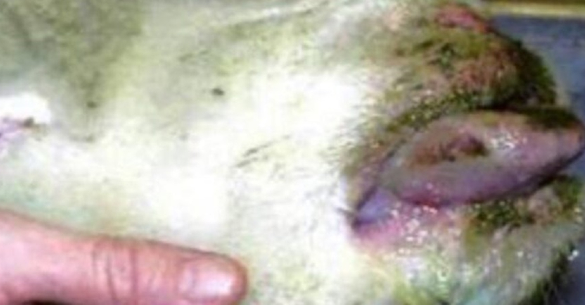 Blue Tongue, il virus fa tremare il Bellunese. In arrivo 650 dosi di vaccino: “Forma aggressiva, già attuate misure per proteggere la razza alpagota, in via di estinzione”