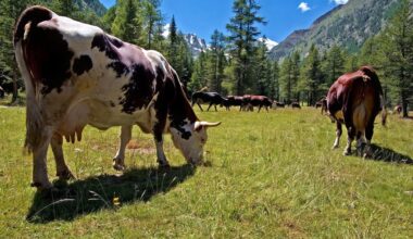 Dermatite Nodulare Contagiosa, cresce il dibattito sulla vaccinazione: ad Aosta una serata dedicata al tema - AostaNews24