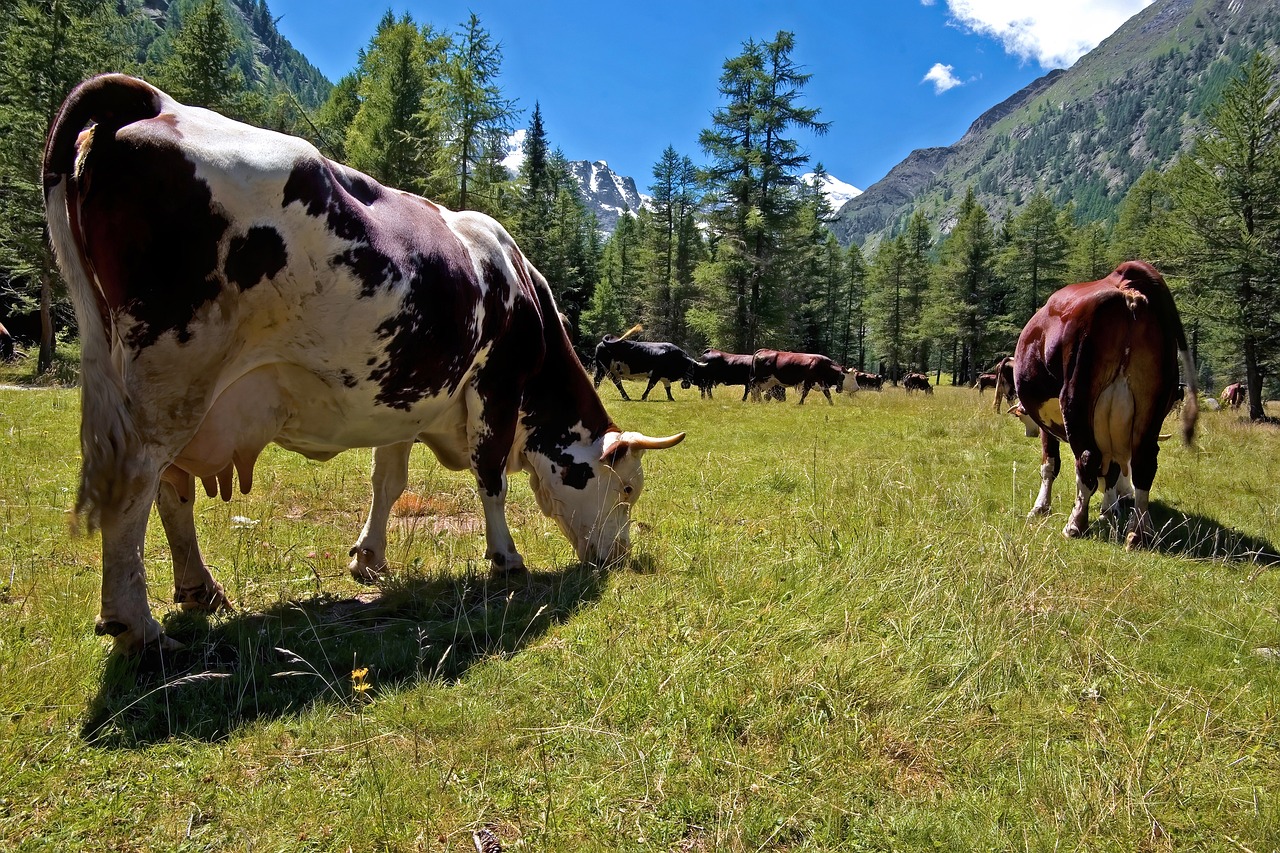 Dermatite Nodulare Contagiosa, cresce il dibattito sulla vaccinazione: ad Aosta una serata dedicata al tema - AostaNews24