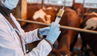 veterinario-vacche-siringa-vaccino