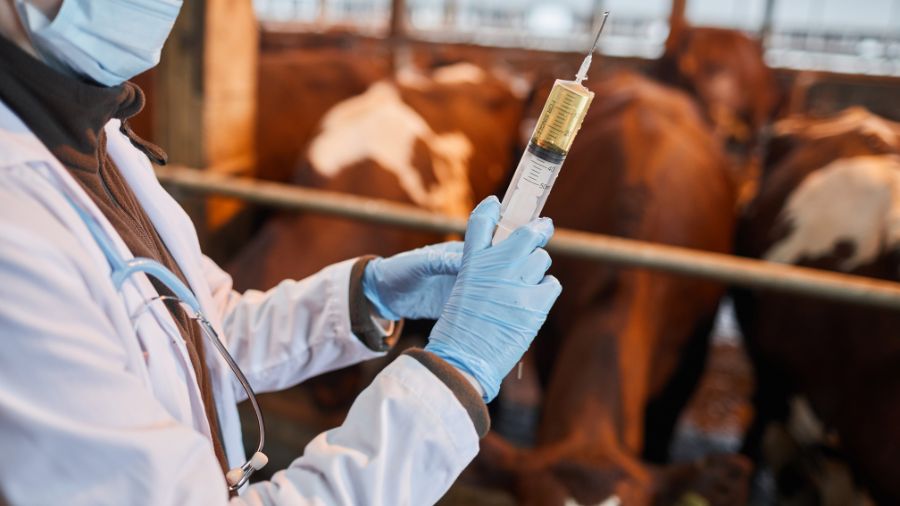 veterinario-vacche-siringa-vaccino