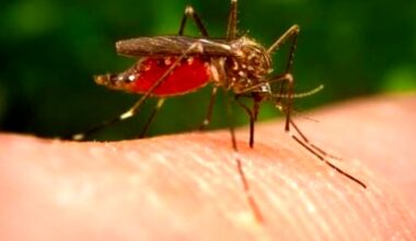 Altre due vittime nel casertano per la West Nile