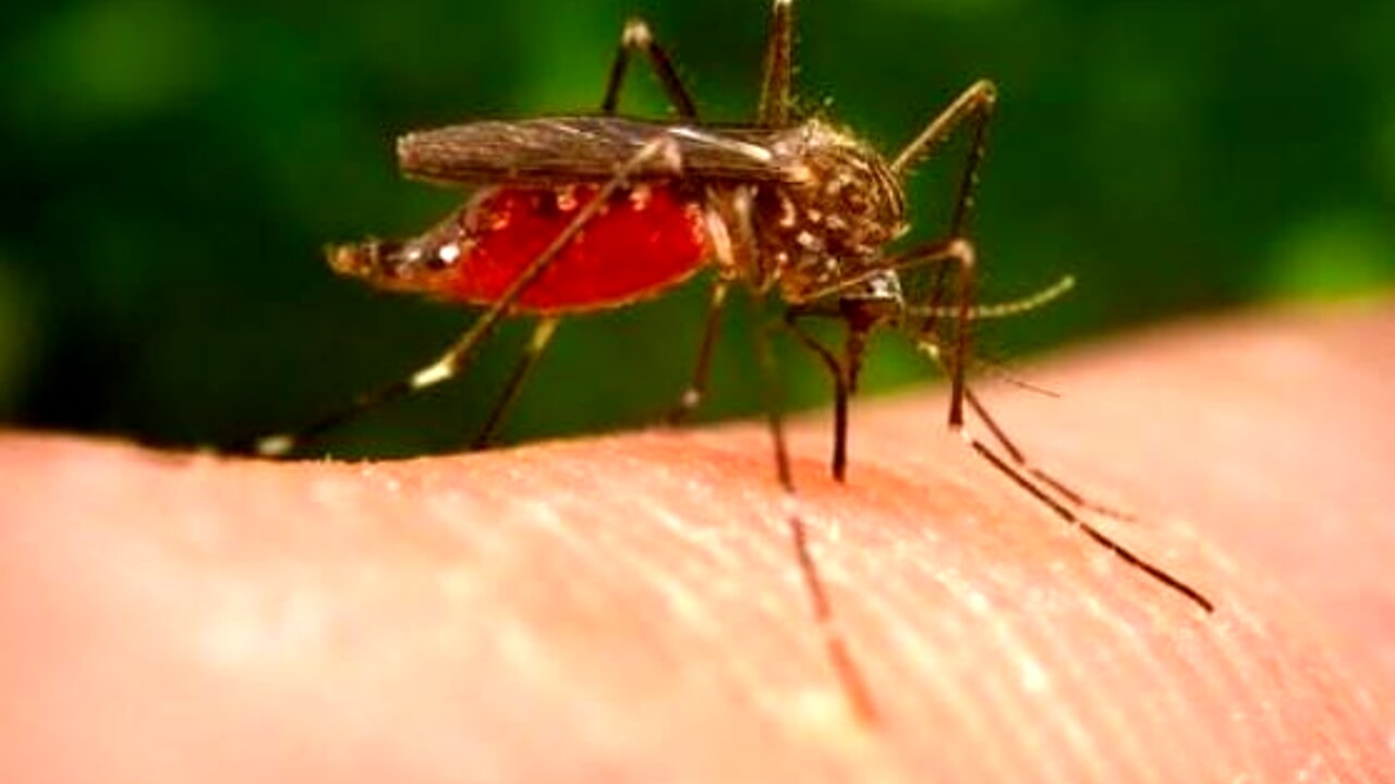 Altre due vittime nel casertano per la West Nile