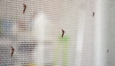 West Nile nel Lazio, contro il virus aumentano le vendite di zanzariere