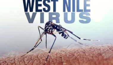 Confermato secondo focolaio di West Nile nel Foggiano. Vaccini su cavalli consigliati in caso di prelievi di sangue negativi