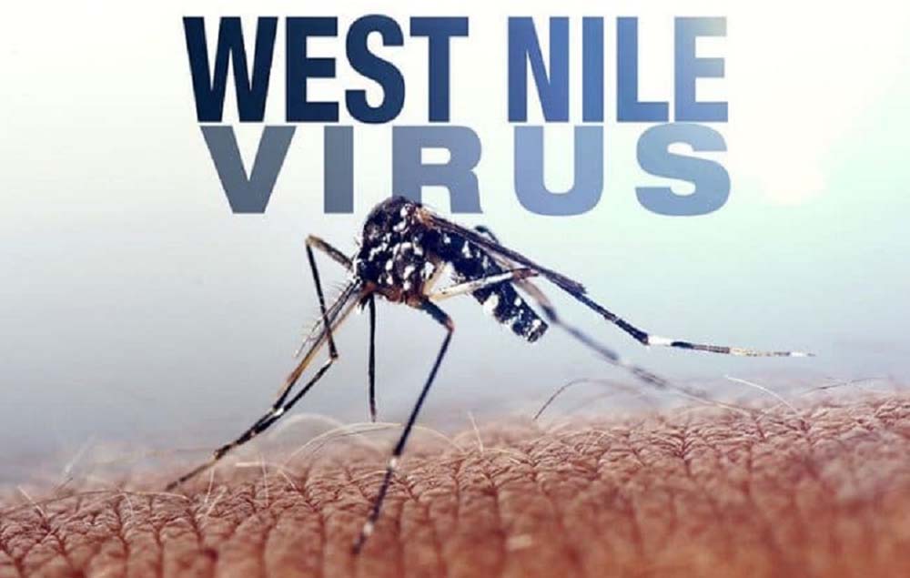 Confermato secondo focolaio di West Nile nel Foggiano. Vaccini su cavalli consigliati in caso di prelievi di sangue negativi