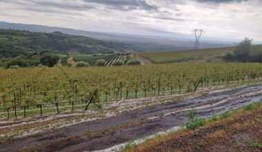 Maltempo devasta i vigneti tra Gambellara e Montebello: danni oltre il 50%