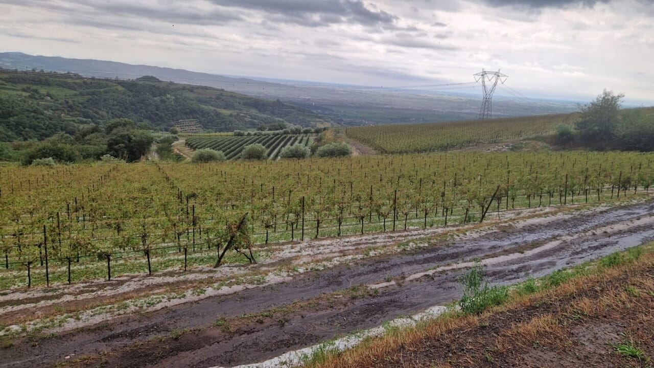 Maltempo devasta i vigneti tra Gambellara e Montebello: danni oltre il 50%