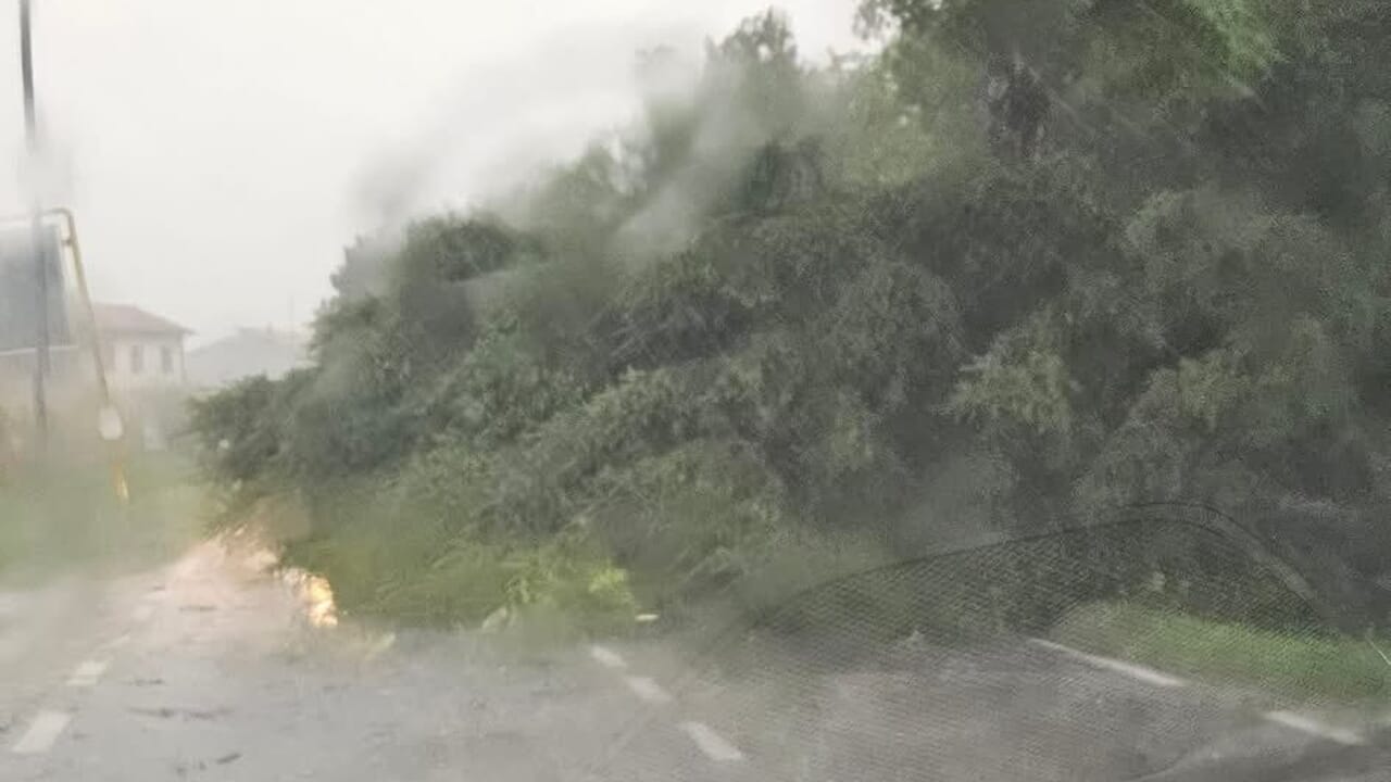 albero caduto blocca la Postumia