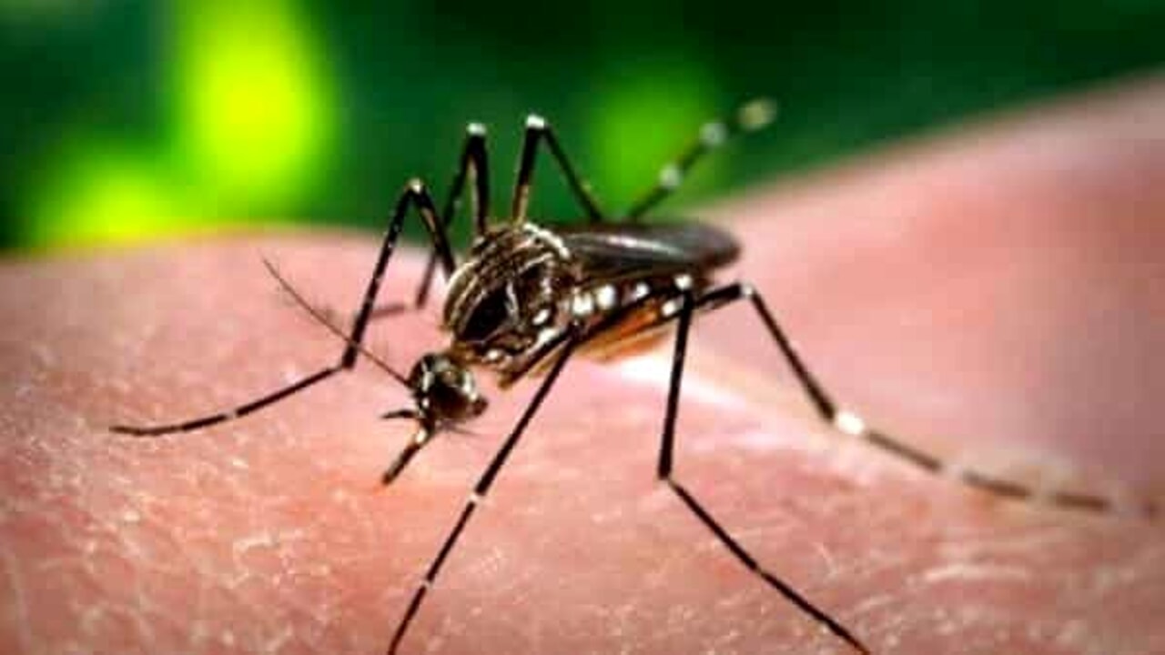 West Nile, morta una donna. Quarta vittima nel Lazio