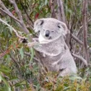 Scoperta una popolazione segreta di koala che vive a Newcastle: “290 esemplari nascosti fra gli alberi”