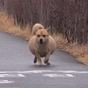 Tutti pensavano fosse incinta, ma il cane Bangvul nascondeva nella pancia un segreto impensabile