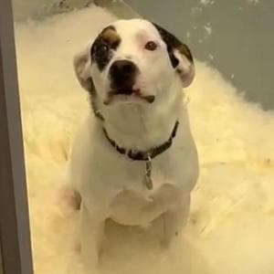 Un’esplosione di piume e risate al rifugio: la storia del cane Lil’ Timmy mette di buon umore