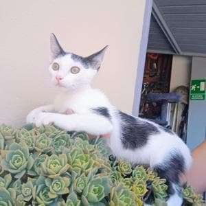 Eros, il gatto “fuseggiatore” sogna una famiglia oltre le sbarre della gabbia in cui vive
