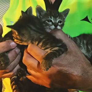 I gatti dimenticati dell’aeroporto di Madrid: sotto il terminal 4, una colonia di felini mai partiti