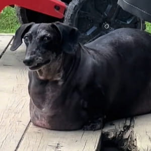 Il percorso di rinascita di Frank, il cane Bassotto arrivato a pesare 17 chili per l’incuria umana