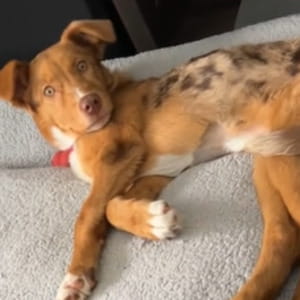 Il cane Bingo scopre che nella nuova casa non sarà da solo. La sua reazione davanti al gatto è unica